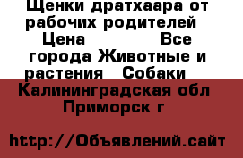 Щенки дратхаара от рабочих родителей › Цена ­ 22 000 - Все города Животные и растения » Собаки   . Калининградская обл.,Приморск г.